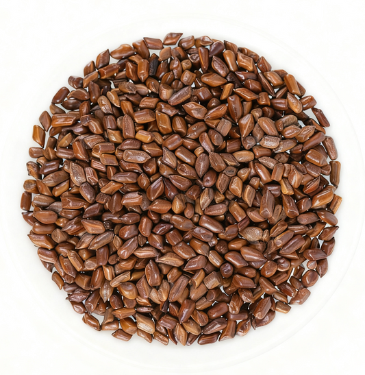 Cassia Seed - Cleansing - Intestinal Health - Herbal Medicine